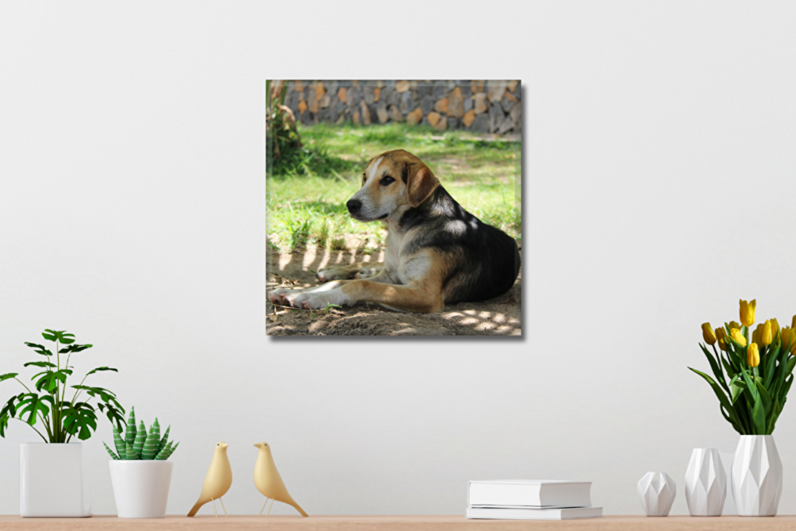 Levně Fotoobraz 40x40 cm z vlastní fotografie, Plátno 100% polyester: 240g/m²